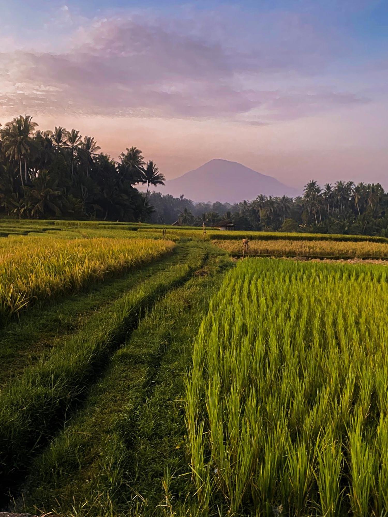 Апартаменты Bali Palms Табанан Экстерьер фото